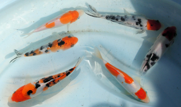 2014�N���܂�