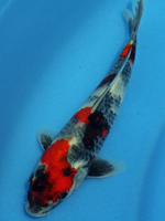 2012�N�Y�@���a