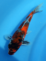 2012�N�Y�@���a