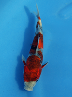 2012�N�Y�@���a