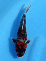 2012�N�Y�@���a