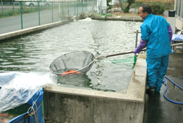 �嗢�ь�̒r�グ�̎ʐ^